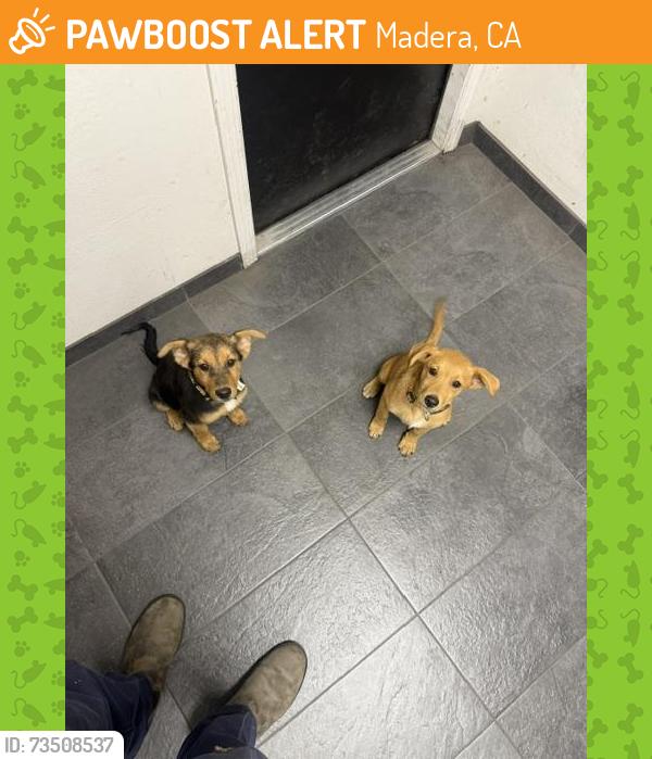 Found/Stray Male Dog last seen 6th and E street, Madera, CA 93638