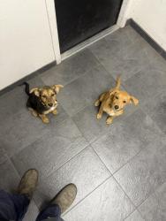 Found/Stray Male Dog last seen 6th and E street, Madera, CA 93638