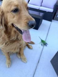 Reunited Female Dog last seen Downtown in Albuquerque, Albuquerque, NM 87102