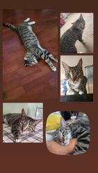 Lost Male Cat last seen Staton hse Road in Greenville, Greenville, NC 27834