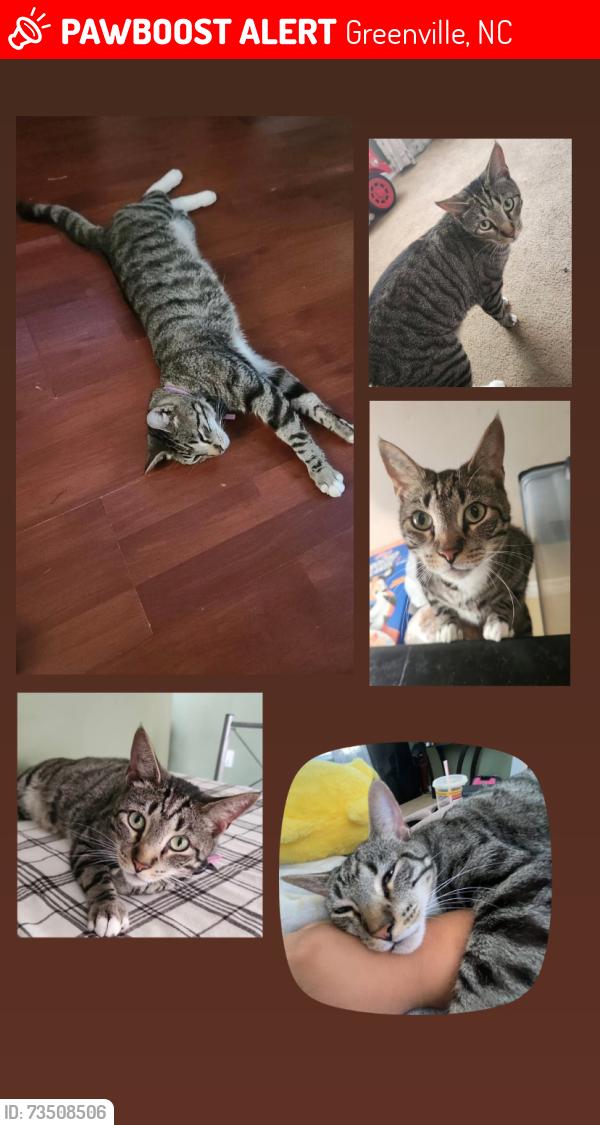 Lost Male Cat last seen Staton hse Road in Greenville, Greenville, NC 27834