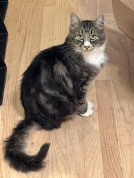 Found/Stray Unknown Cat last seen Near NE Jarrett Street, Portland, OR 97218
