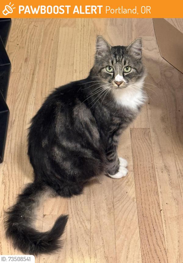 Found/Stray Unknown Cat last seen Near NE Jarrett Street, Portland, OR 97218