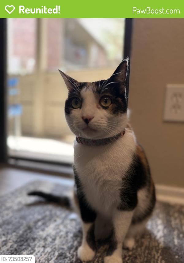 Reunited Female Cat last seen Abneer creek rd, Greer, SC 29651