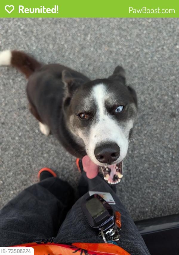 Reunited Female Dog last seen Townsend Blvd, Jacksonville, FL 32211