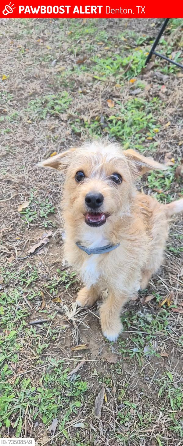 Lost Male Dog last seen Westglen dr, Denton, TX 76207