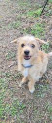 Lost Male Dog last seen Westglen dr, Denton, TX 76207