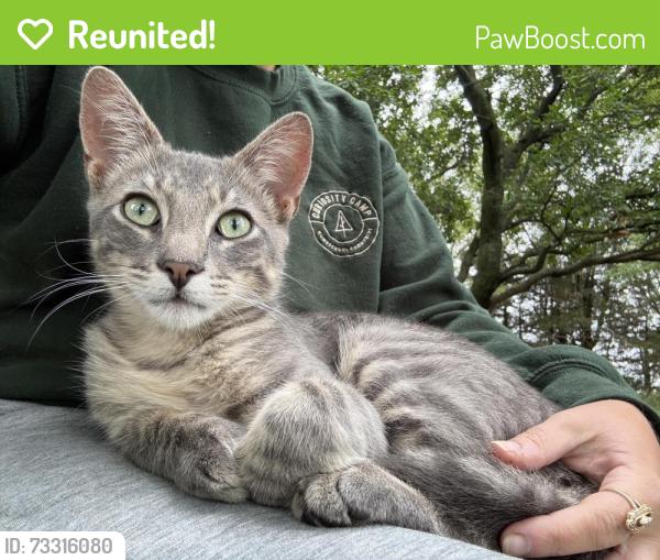Reunited Male Cat last seen Lawndale and Ainsle, Chicago, IL 60625