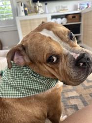 Reunited Male Dog last seen Daroco and Le June, Coral Gables, FL 33146