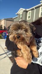 Reunited Male Dog last seen Near and Sinclair Rd, Four Corners, FL 34747