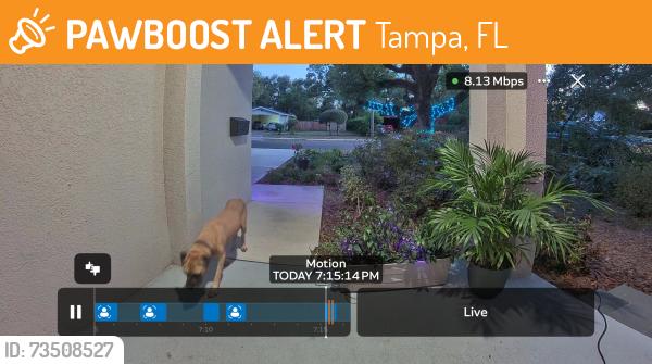 Found/Stray Female Dog last seen N 26th St & E 27th Ave, Tampa, FL 33605