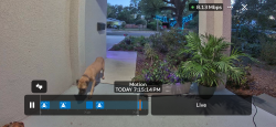 Found/Stray Female Dog last seen N 26th St & E 27th Ave, Tampa, FL 33605