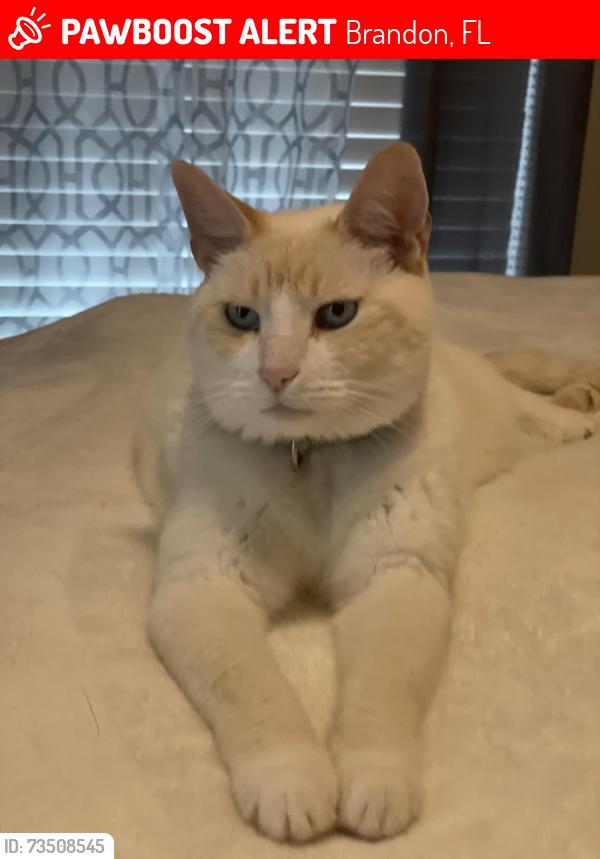 Lost Male Cat last seen Comcast and elk spring drive, Brandon, FL 33511