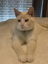 Lost Male Cat last seen Comcast and elk spring drive, Brandon, FL 33511