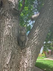 Reunited Male Cat last seen E 22nd Street and Williams Street - Denver, CO, Denver, CO 80205