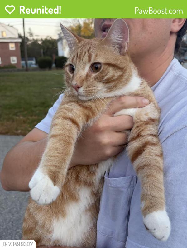 Reunited Male Cat last seen Near Wentworth Avenue Cranston, RI 02905, Cranston, RI 02905