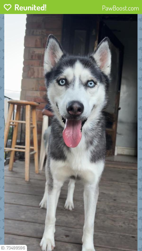 Reunited Male Dog last seen Chicago skyway, Chicago, IL 60617