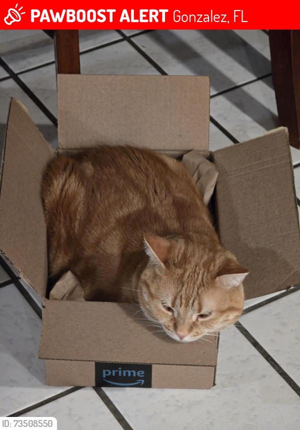Lost Male Cat last seen West Roberts and Tuttle ln, Gonzalez, FL 32533
