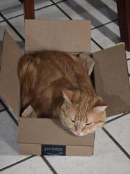 Lost Male Cat last seen West Roberts and Tuttle ln, Gonzalez, FL 32533