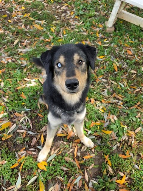 Shelter Stray Male Dog last seen ST CHARLES CO, 4850 Mid Rivers Mall Dr, St Peters, MO 63376, USA