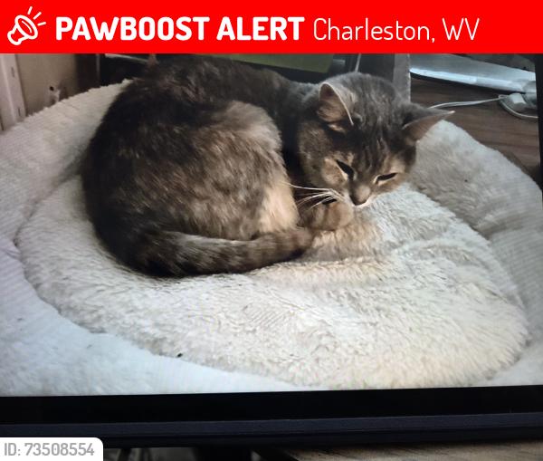 Lost Female Cat last seen Idk, Charleston, WV 25387