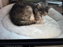 Lost Female Cat last seen Idk, Charleston, WV 25387