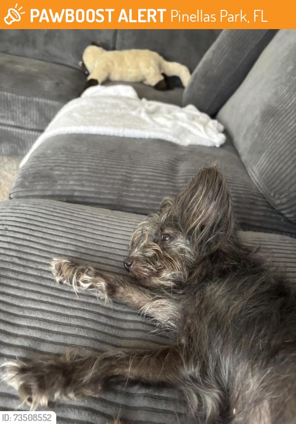 Found/Stray Female Dog last seen Near US Highway 19 N Pinellas Park, FL 33781 United States, Pinellas Park, FL 33781