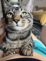 Lost Male Cat last seen Donnelly Ave SW & Atwood St SW, Atlanta, GA 30310
