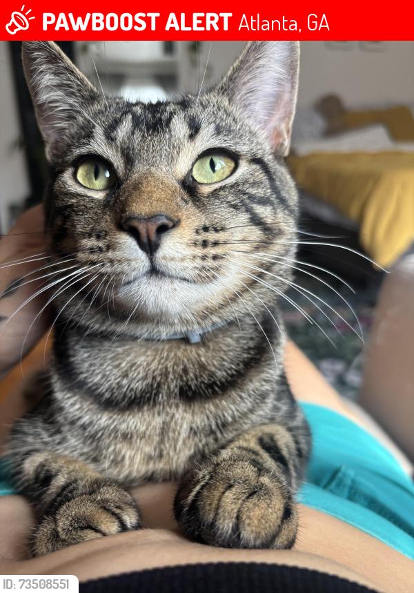 Lost Male Cat last seen Donnelly Ave SW & Atwood St SW, Atlanta, GA 30310