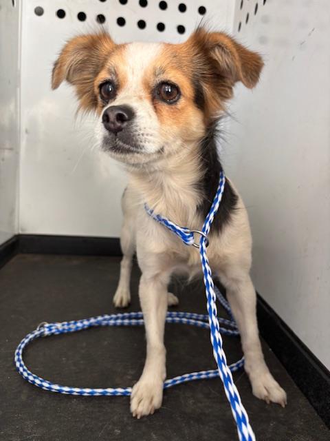 Shelter Stray Female Dog last seen Near BLK GAYLENE AVE, BAKERSFIELD, CA, 201 S Mt Vernon Ave, Bakersfield, CA 93307, USA