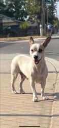Shelter Stray Female Dog last seen Near BLK LOTUS LN, BAKERSFIELD, CA, 201 S Mt Vernon Ave, Bakersfield, CA 93307, USA