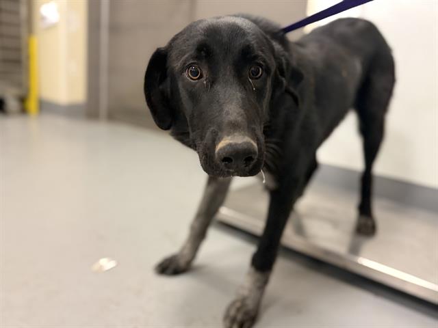 Shelter Stray Female Dog last seen Near BLOCK LAKE SHORE DR, REDLANDS, CA, 581 S Grand Ave, San Jacinto, CA 92582, USA