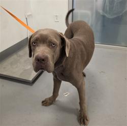 Shelter Stray Male Dog last seen MARVIN RD/BRIDGE, NUEVO, CA, 581 S Grand Ave, San Jacinto, CA 92582, USA