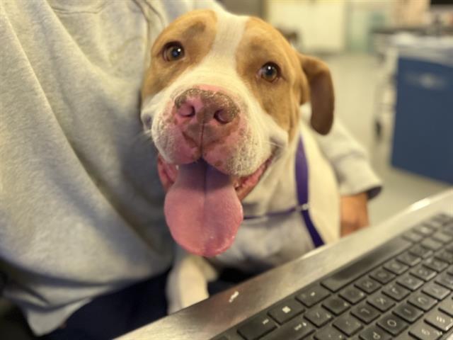 Shelter Stray Male Dog last seen FAIRVIEW AVE/MAYBERRY, HEMET, CA, 581 S Grand Ave, San Jacinto, CA 92582, USA