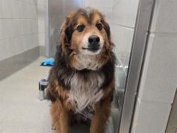 Shelter Stray Male Dog last seen FENWAY DR, 11232 B Ave, Auburn, CA 95603, USA