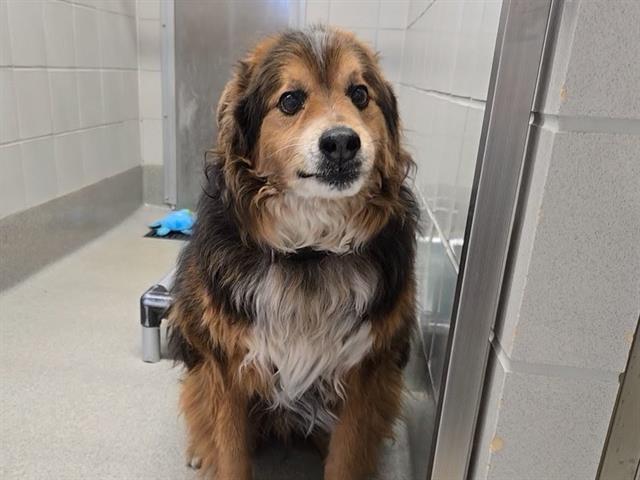 Shelter Stray Male Dog last seen FENWAY DR, 11232 B Ave, Auburn, CA 95603, USA
