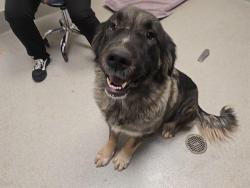 Shelter Stray Female Dog last seen MCCOURTNEY RD, 11232 B Ave, Auburn, CA 95603, USA
