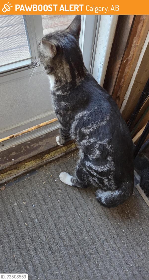 Found/Stray Unknown Cat last seen Memorial & 47 st SE, Calgary, AB 