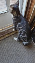 Found/Stray Unknown Cat last seen Memorial & 47 st SE, Calgary, AB 