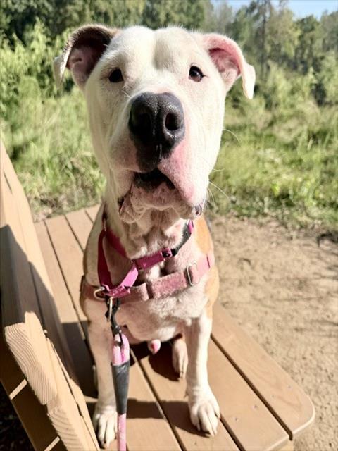 Shelter Stray Male Dog last seen CHARLOTTE, 8315 Byrum Dr, Charlotte, NC 28217, USA