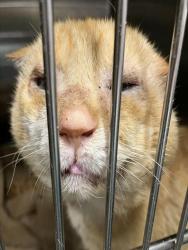 Shelter Stray Male Cat last seen NEWTOWN RD GROVELAND, 12280 County Rd 448, Tavares, FL 32778, USA