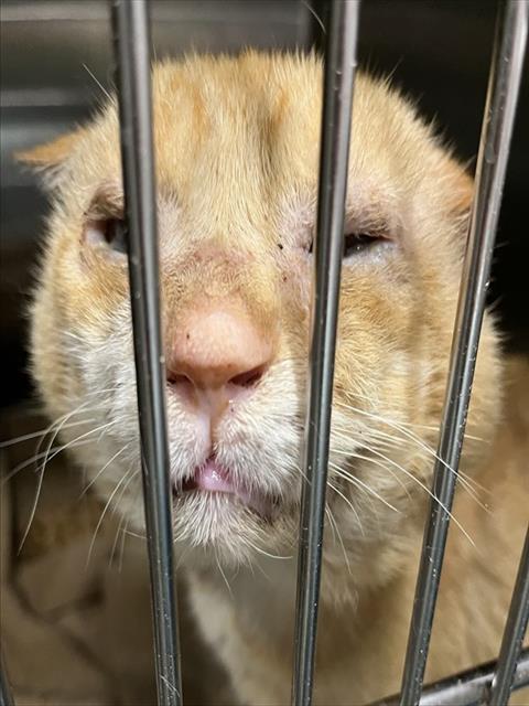 Shelter Stray Male Cat last seen NEWTOWN RD GROVELAND, 12280 County Rd 448, Tavares, FL 32778, USA