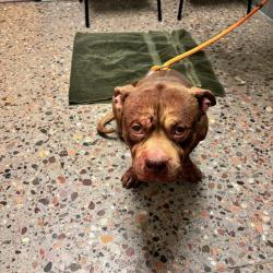 Shelter Stray Male Dog last seen W MC85 AND W SOUTHERN AVE, 5501 E Van Buren St, Phoenix, AZ 85008, USA