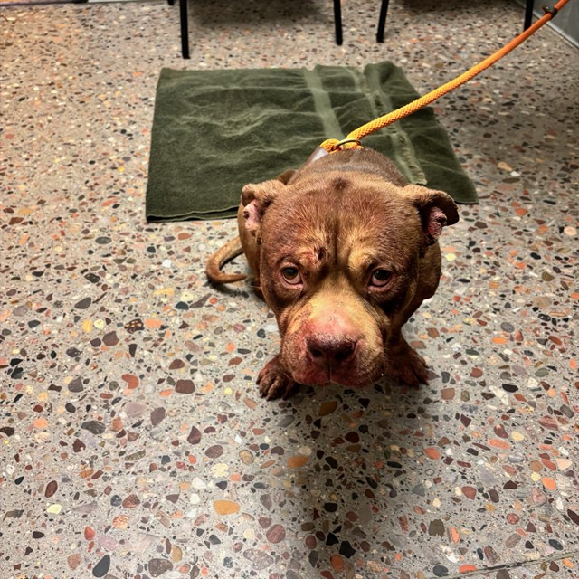 Shelter Stray Male Dog last seen W MC85 AND W SOUTHERN AVE, 5501 E Van Buren St, Phoenix, AZ 85008, USA