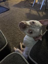 Lost Female Dog last seen Bears ave and Livingston ave, Tampa, FL 33613