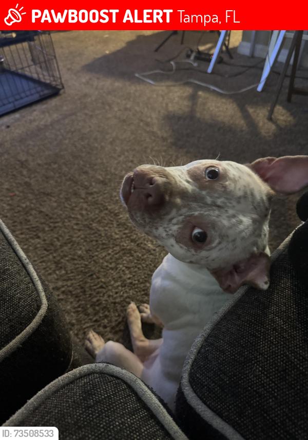 Lost Female Dog last seen Bears ave and Livingston ave, Tampa, FL 33613