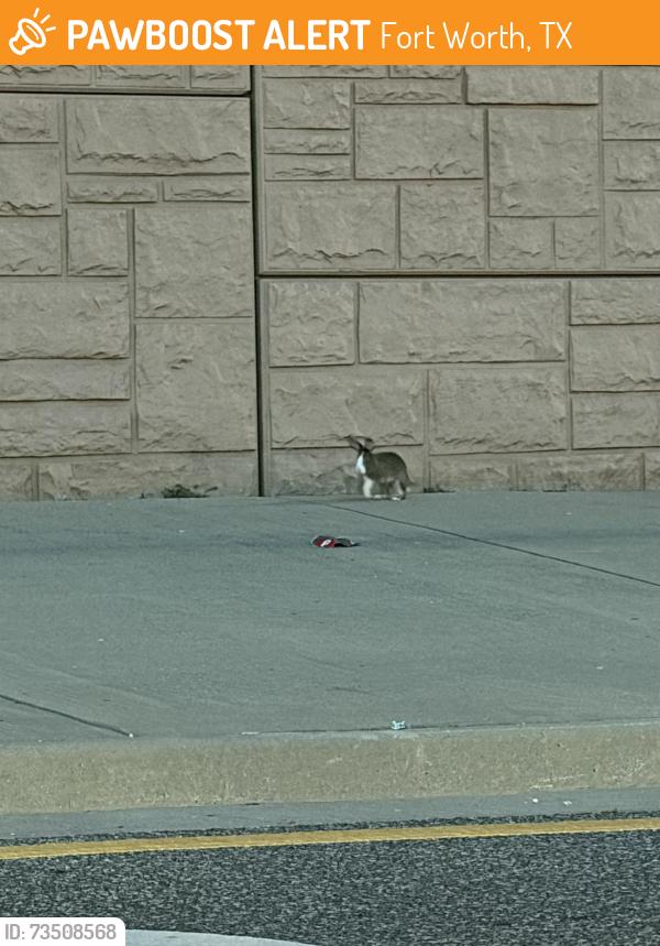 Found/Stray Unknown Rabbit last seen right by the on-ramp, Fort Worth, TX 76131