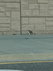 Found/Stray Unknown Rabbit last seen right by the on-ramp, Fort Worth, TX 76131