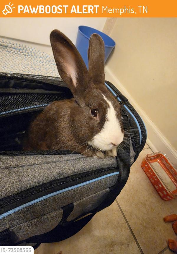 Found/Stray Female Rabbit last seen Wynne ridge rd n, Memphis, TN 38016