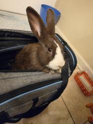Found/Stray Female Rabbit last seen Wynne ridge rd n, Memphis, TN 38016